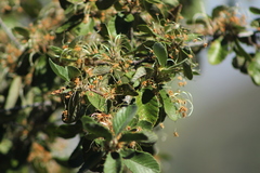 Cercocarpus macrophyllus