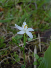 Centaurium scilloides