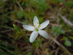 Centaurium scilloides