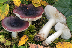 Russula laccata