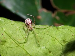 Theridion varians