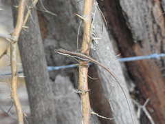 Anolis olssoni