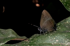 Calycopis bellera