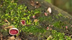 Phillipsia domingensis