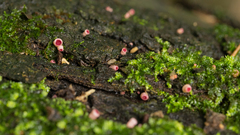 Phillipsia domingensis