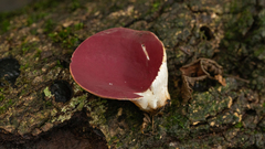 Phillipsia domingensis