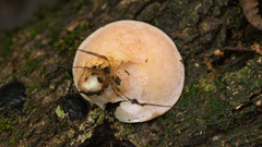 Phillipsia domingensis