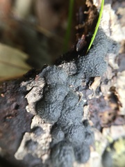 Annulohypoxylon annulatum