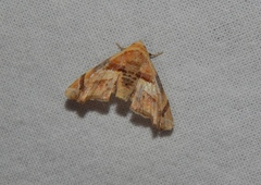 Eutelia callichroma