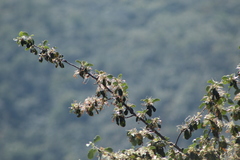 Cercocarpus macrophyllus
