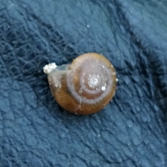 Aegopinella nitidula