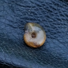 Aegopinella nitidula