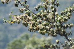 Cercocarpus macrophyllus