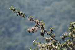 Cercocarpus macrophyllus