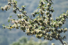 Cercocarpus macrophyllus