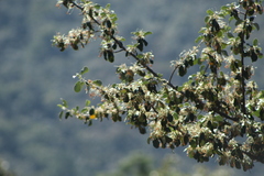 Cercocarpus macrophyllus
