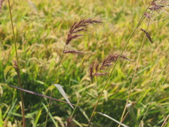 Echinochloa oryzoides
