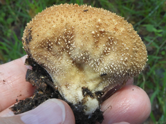 Lycoperdon molle