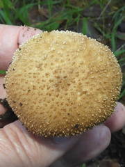 Lycoperdon molle
