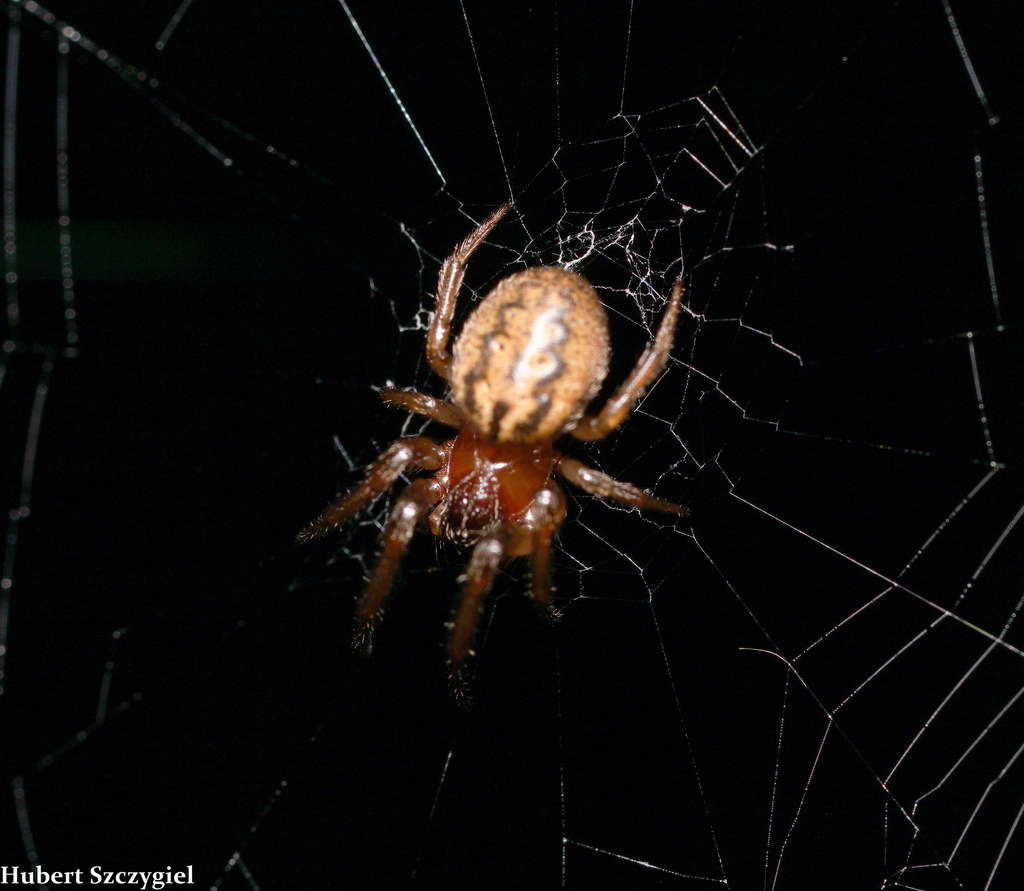 Metazygia gregalis