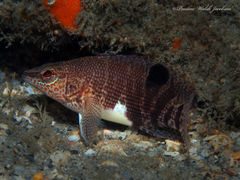 Serranus subligarius