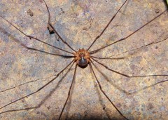 Dicranopalpus catariegensis