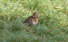 Turdus philomelos