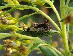 Merocoris