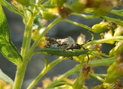 Merocoris