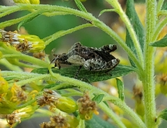 Merocoris