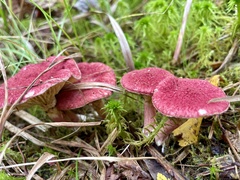 Suillus paluster