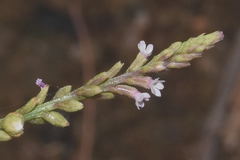 Verbena carolina