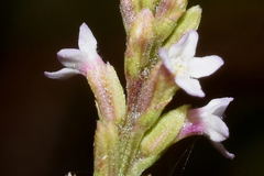 Verbena carolina