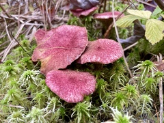 Suillus paluster