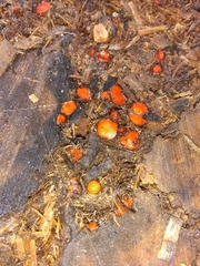 Scutellinia