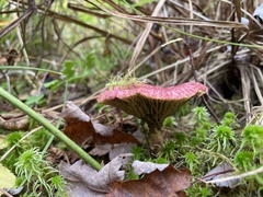 Suillus paluster