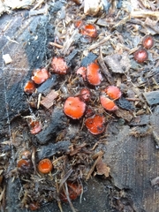 Scutellinia