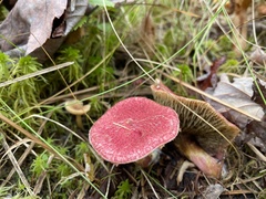 Suillus paluster