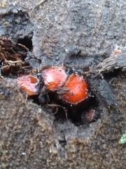 Scutellinia