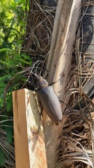 Ctenoscelis acanthopus