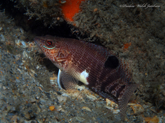 Serranus subligarius