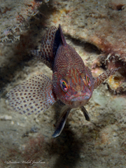Serranus subligarius