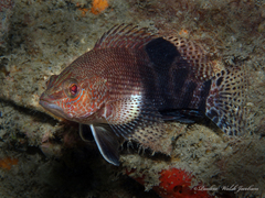 Serranus subligarius