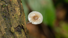 Mycena margarita