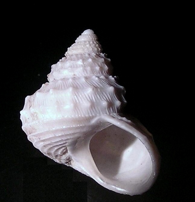 Ginebis