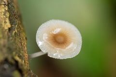 Mycena margarita