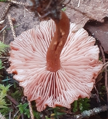 Laccaria nobilis