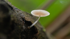 Mycena margarita