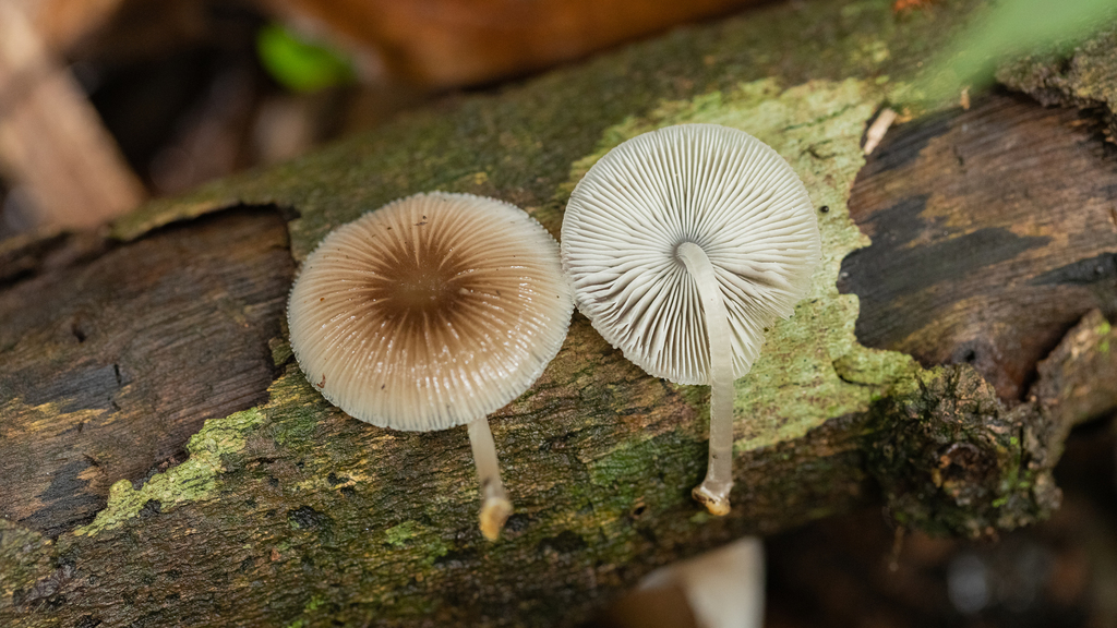 Mycena margarita · January 2022 · photo: © deniszabin (iNaturalist, cc-by)