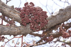 Urera caracasana